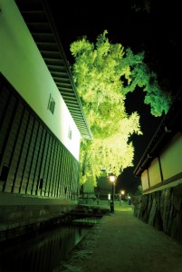 渡辺酒造と福全寺大イチョウ